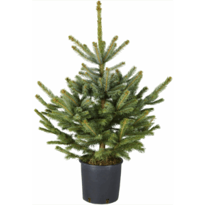 sapin-epicea-pot SAPIN ÉPICÉA BLEU EN POT