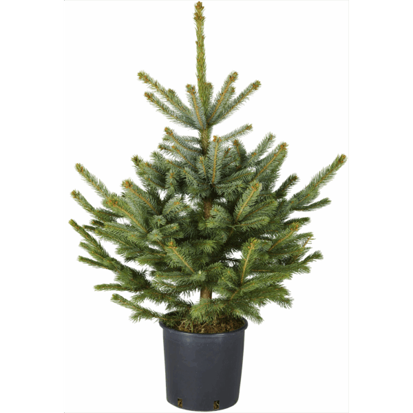 sapin-epicea-pot SAPIN ÉPICÉA BLEU EN POT